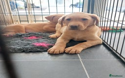 Labrador Retriever dogs for sale: Fox red labrador pups  - Image 6