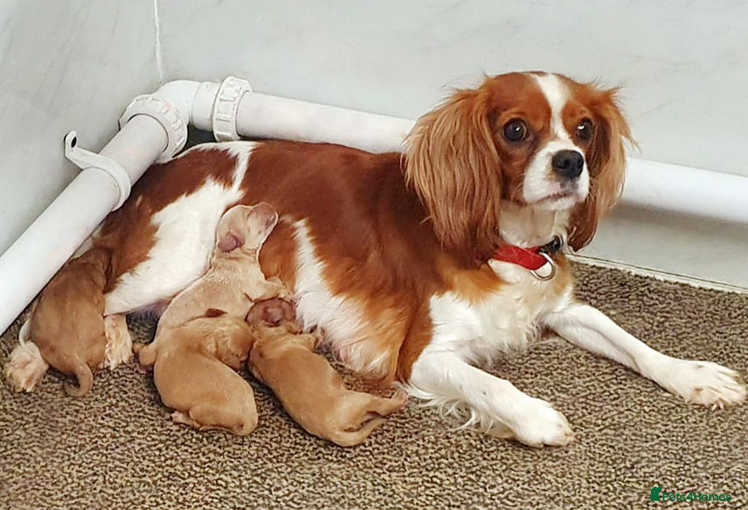 Cavapoo dogs for sale: Adorable F1 Cavapoo Puppies - Advert 1