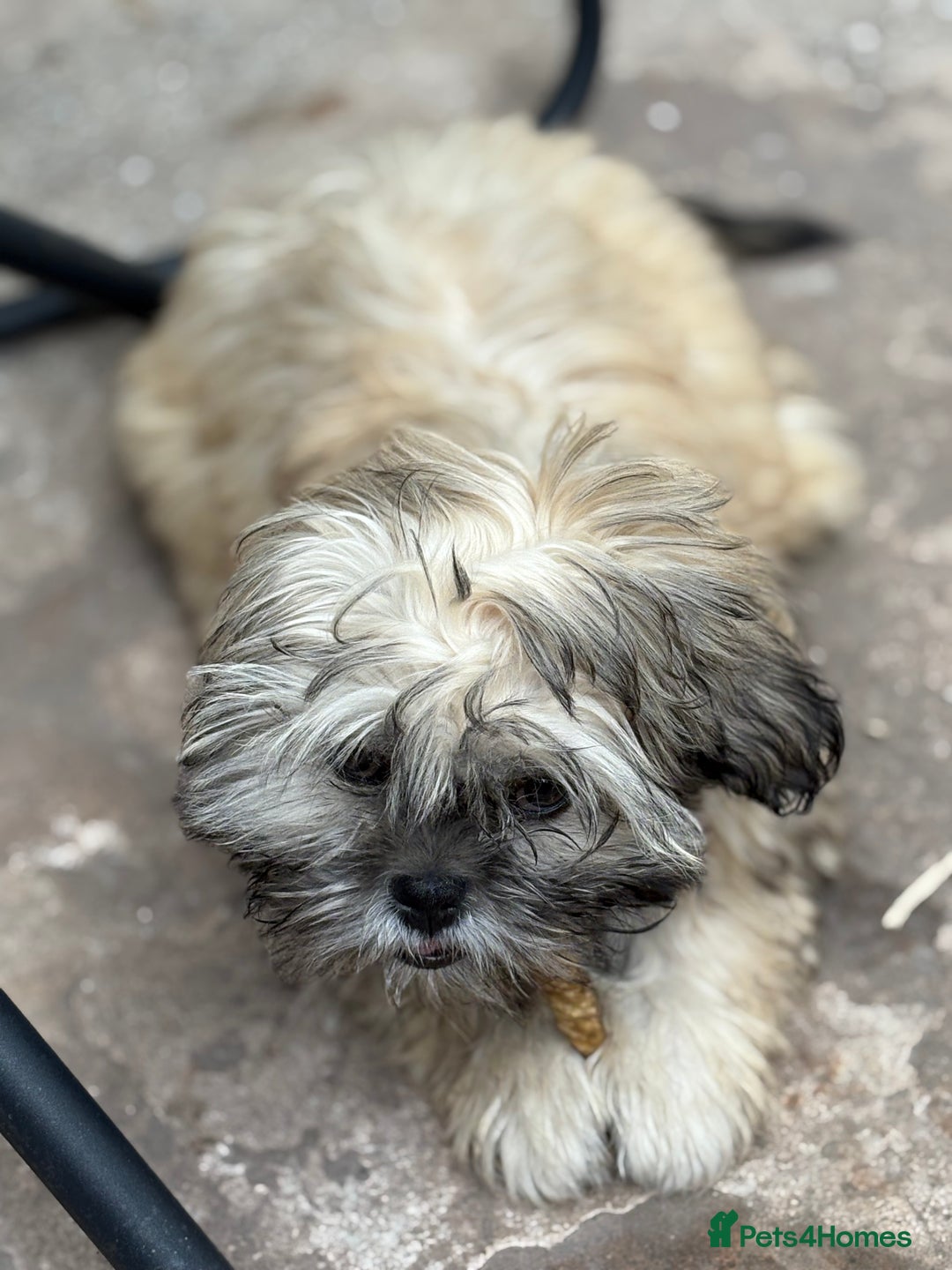 Zuchon dogs for sale: Our special boy Fudge - Image 7