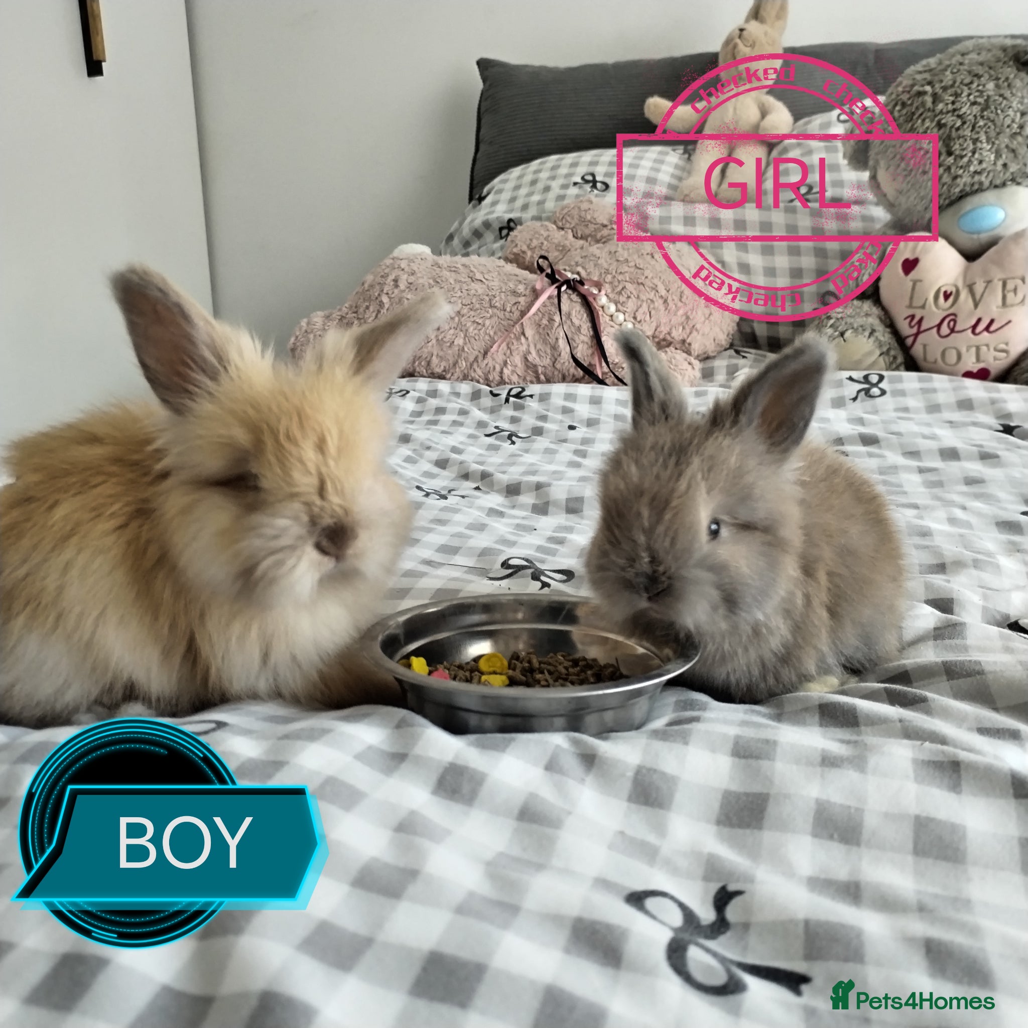 Angora rabbits English Angora Full Face - Advert 6