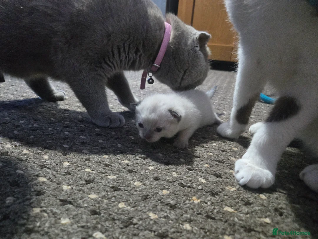 Scottish Fold cats for sale: 4 Beautiful Kittens Ready Soon 🐾 in Worcester - Advert 28