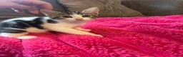Mixed Breed cats for sale: 2 beautiful girl kittens - Advert 6