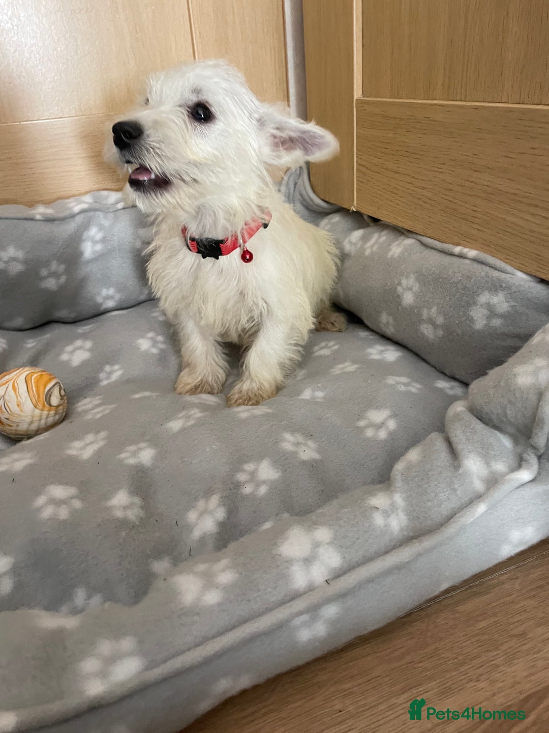 West Highland Terrier dogs for sale: Beautiful west highland terriers puppys - Image 15