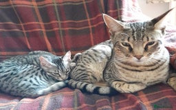 Savannah cats for sale: Full Pedigree TICA reg Savannah Girl Kitten - Image 6