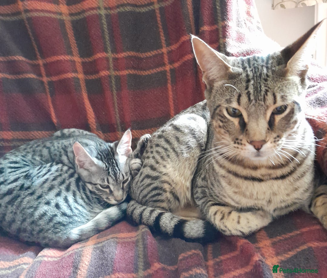 Savannah cats for sale: Full Pedigree TICA reg Savannah Girl Kitten - Image 6