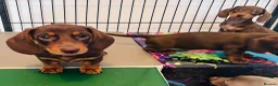Miniature Dachshund dogs for sale: Beautiful short coat dachshund puppies  - Advert 6