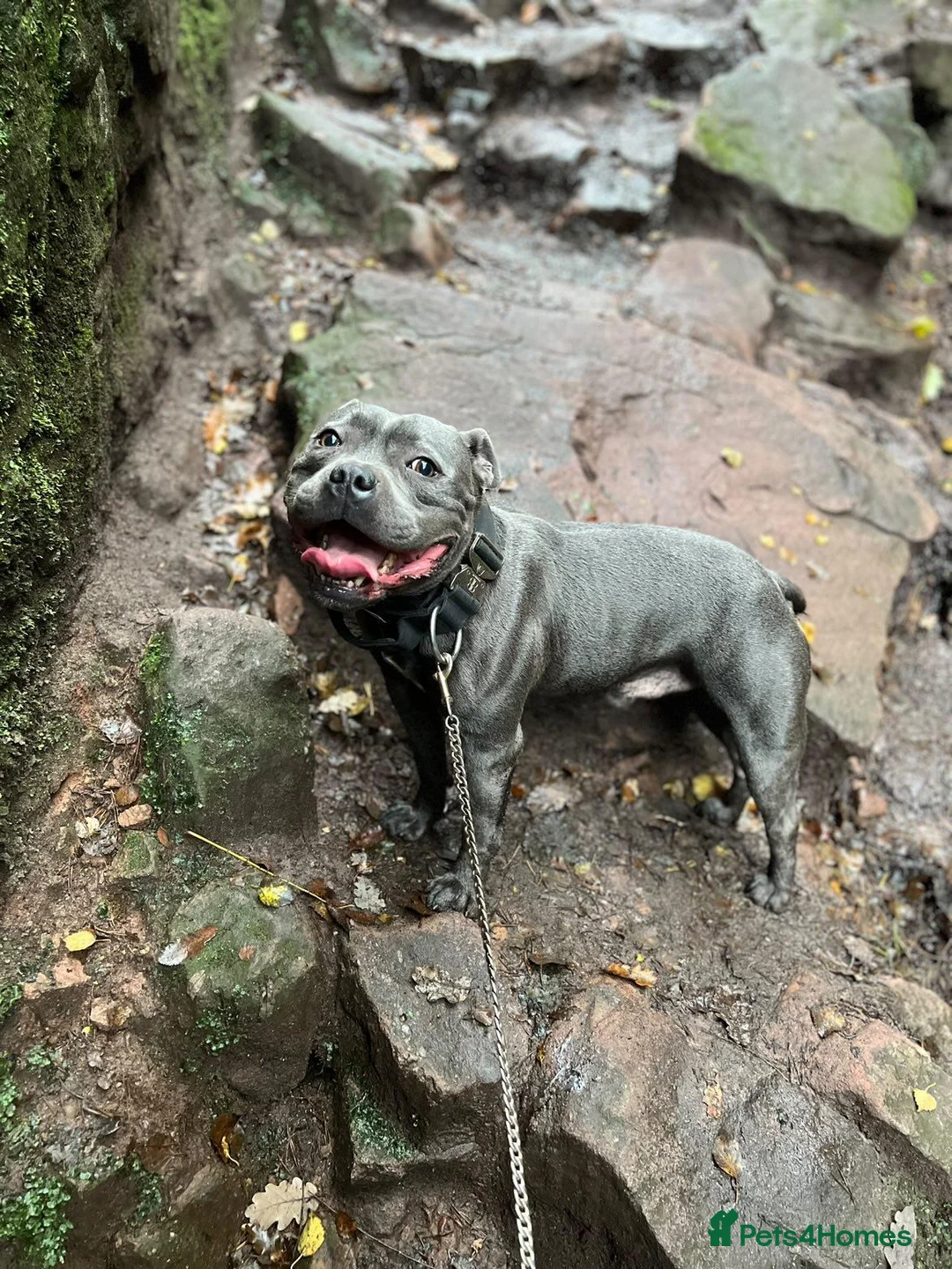 Staffordshire Bull Terrier dogs for sale: Staffordshire bull terrier blue-white - Advert 22