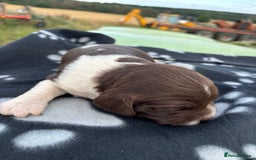 English Springer Spaniel dogs for sale: Gorgeous marked English Springer Spaniel pups  - Image 27