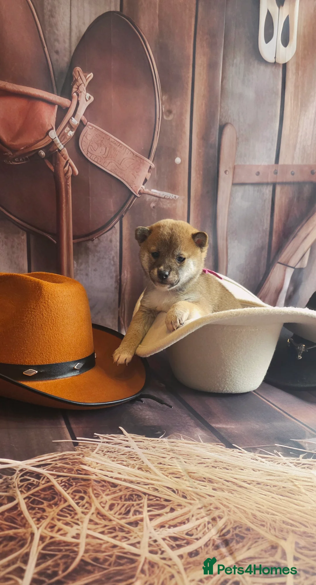 Japanese Shiba Inu dogs for sale: Outstanding Japanese Shiba Inu - Advert 22