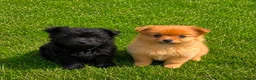Pomeranian dogs for sale: Pomeranian puppies For sale in London - Advert 3