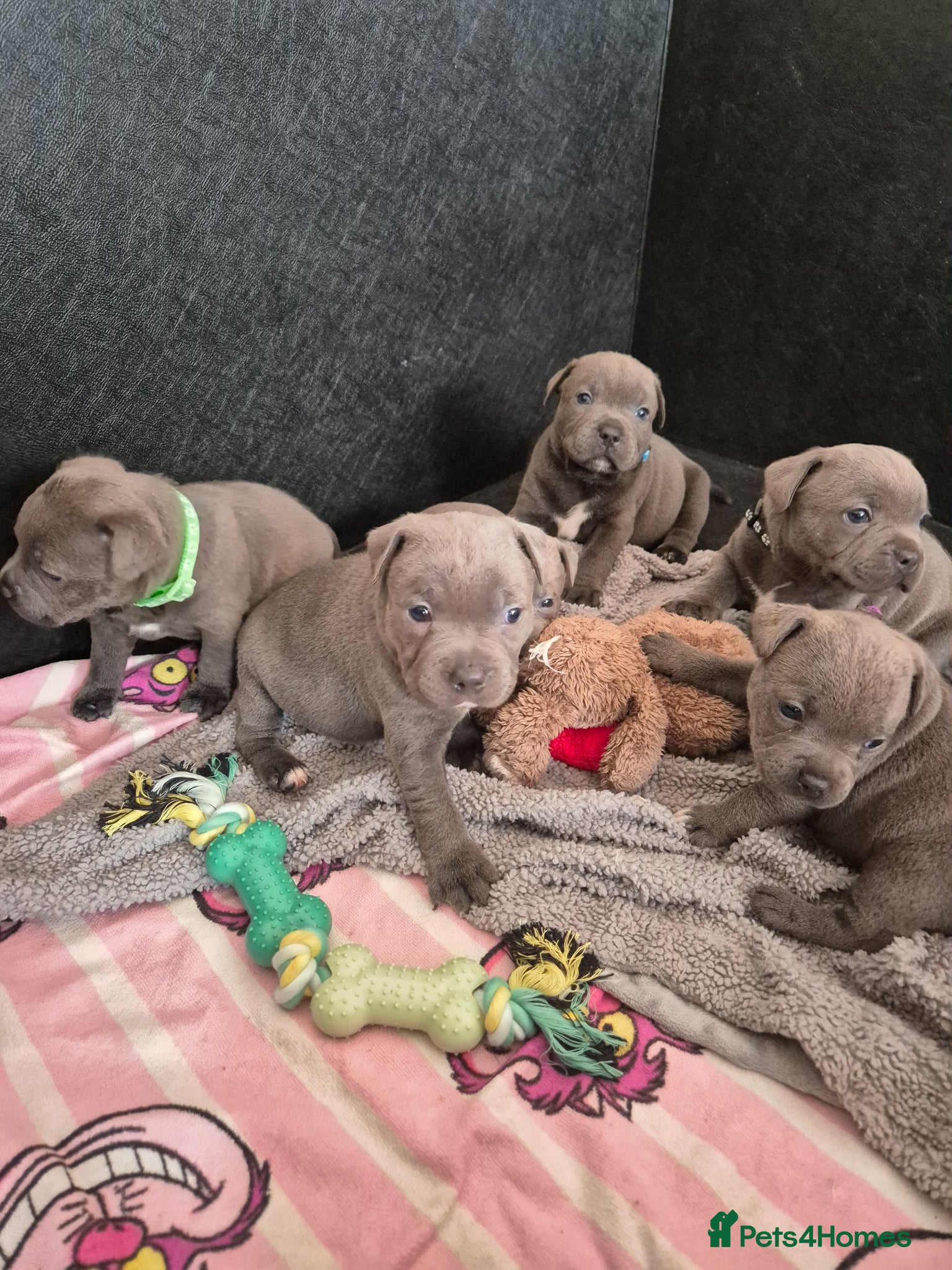 Staffordshire Bull Terrier dogs Blue Staffy - A Very Special Final Litter 💙 - Advert 1