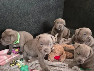 Staffordshire Bull Terrier dogs Blue Staffy - A Very Special Final Litter 💙 - Advert 1