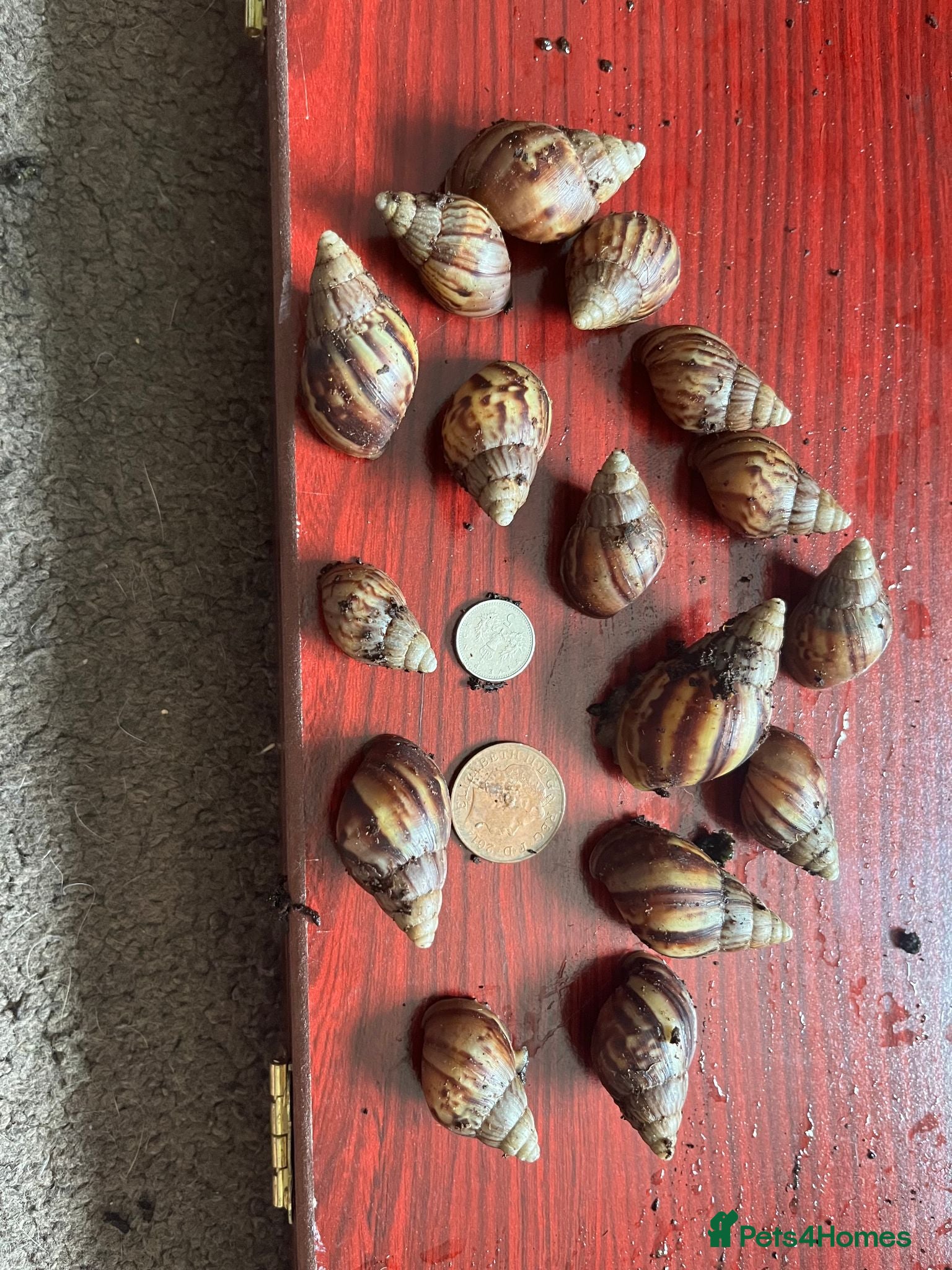 Snails invertebrates Giant African land snails size small J - Advert 1