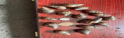 Snails invertebrates for sale: Giant African land snails size small J in Birmingham - Advert 1