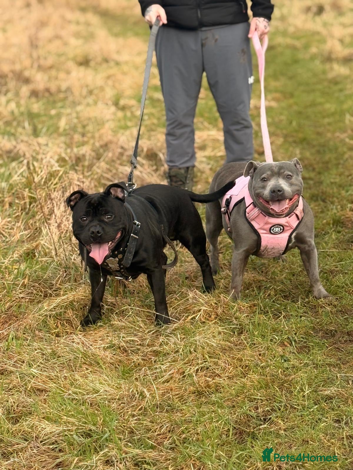 Staffordshire Bull Terrier dogs Staffordshire bull terrier puppy  - Advert 1