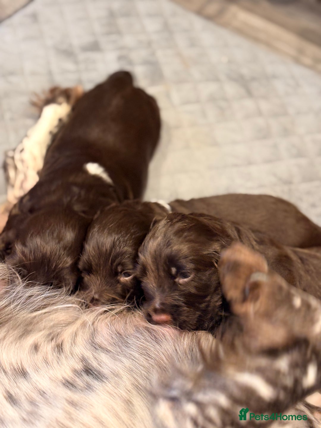 Cocker Spaniel dogs for sale: Available this week 2 beautiful spaniel puppies  - Advert 12