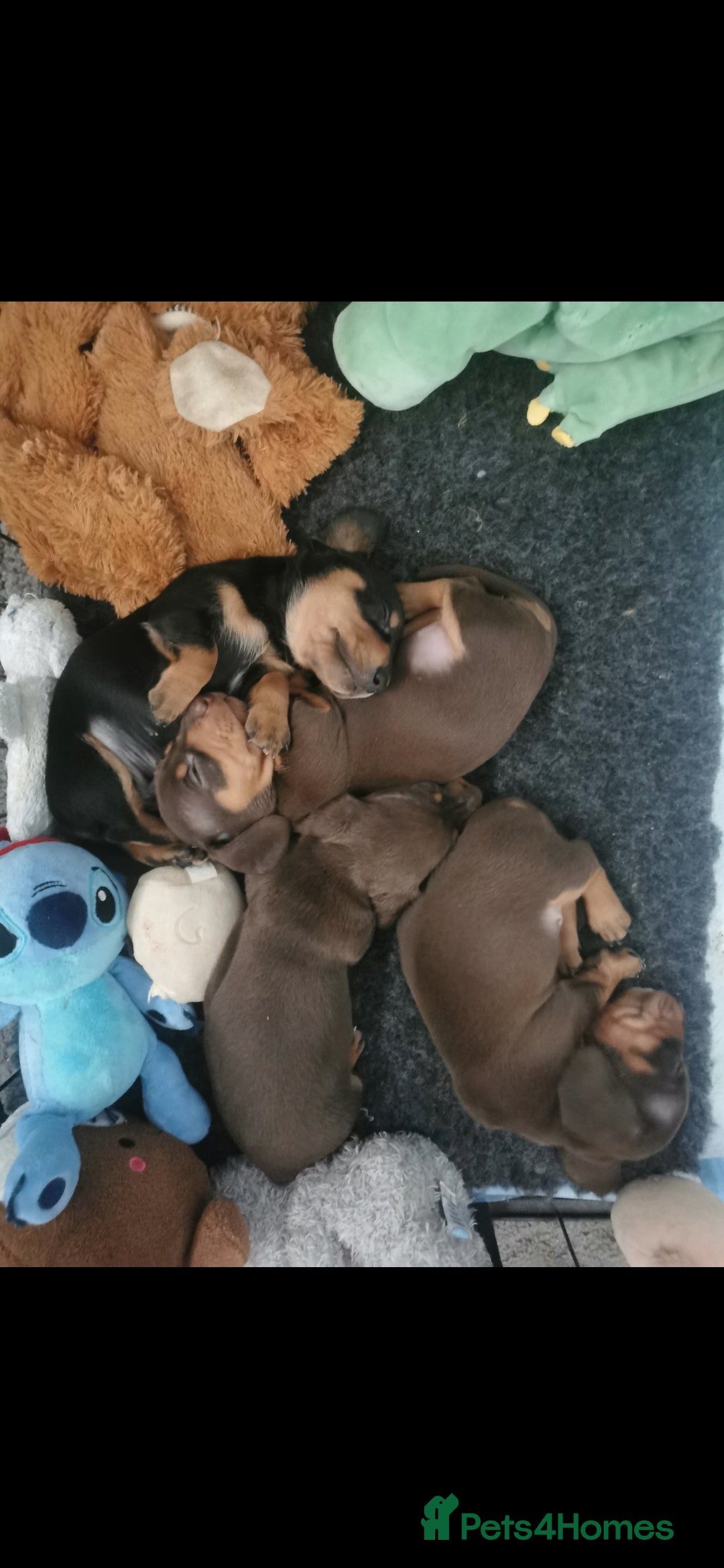 Miniature Dachshund dogs for sale: Stunning chocolate and tan miniature dachshund - Image 10