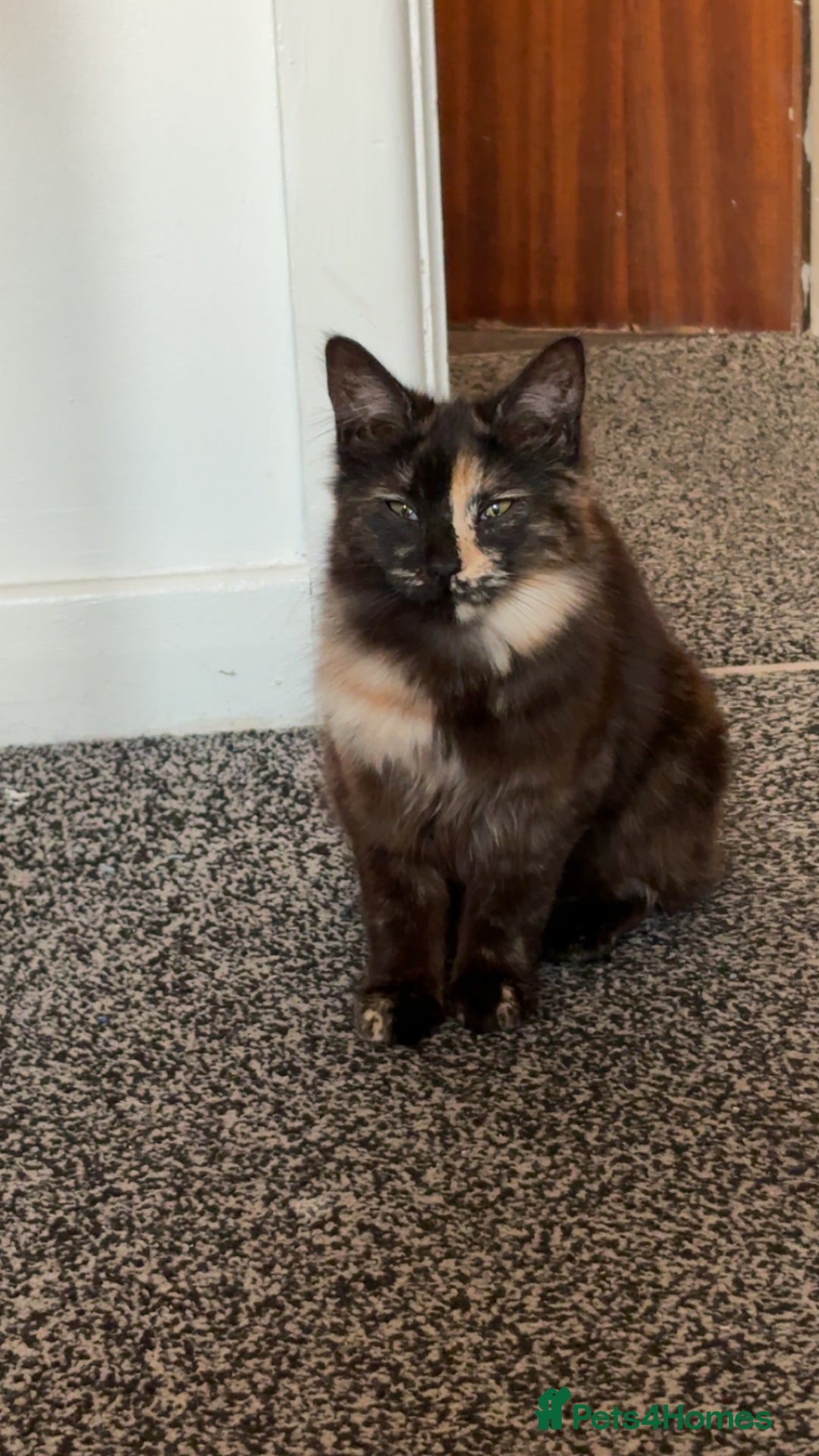 Mixed Breed cats for sale: 1 female cat for free - Image 7