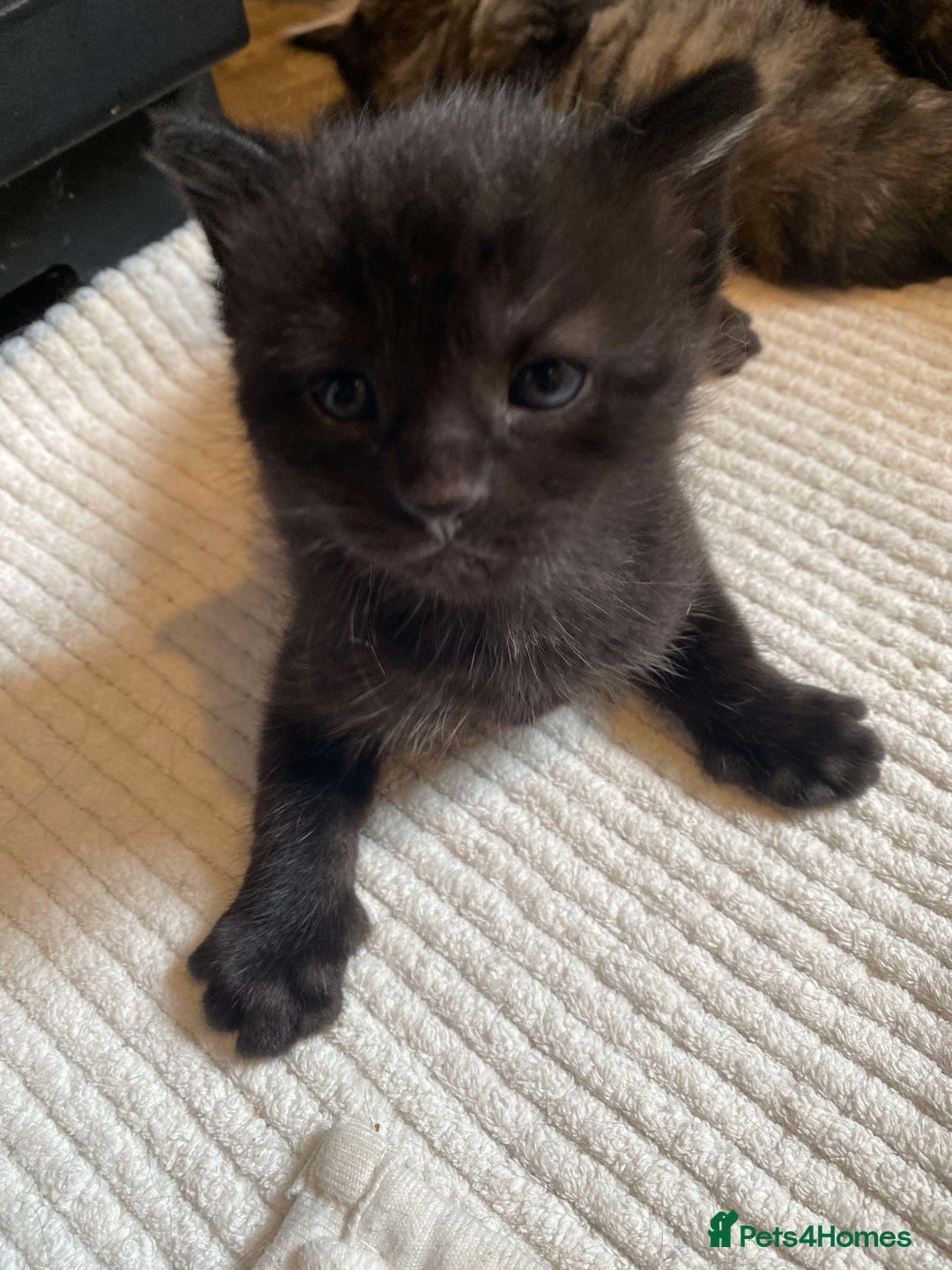 Domestic Shorthair cats for sale: 3 gorgeous kittens ready for their new home - Image 4