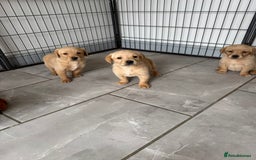 Goldador dogs for sale: Gorgoeus Goldador’s-Health Tested  - Image 20