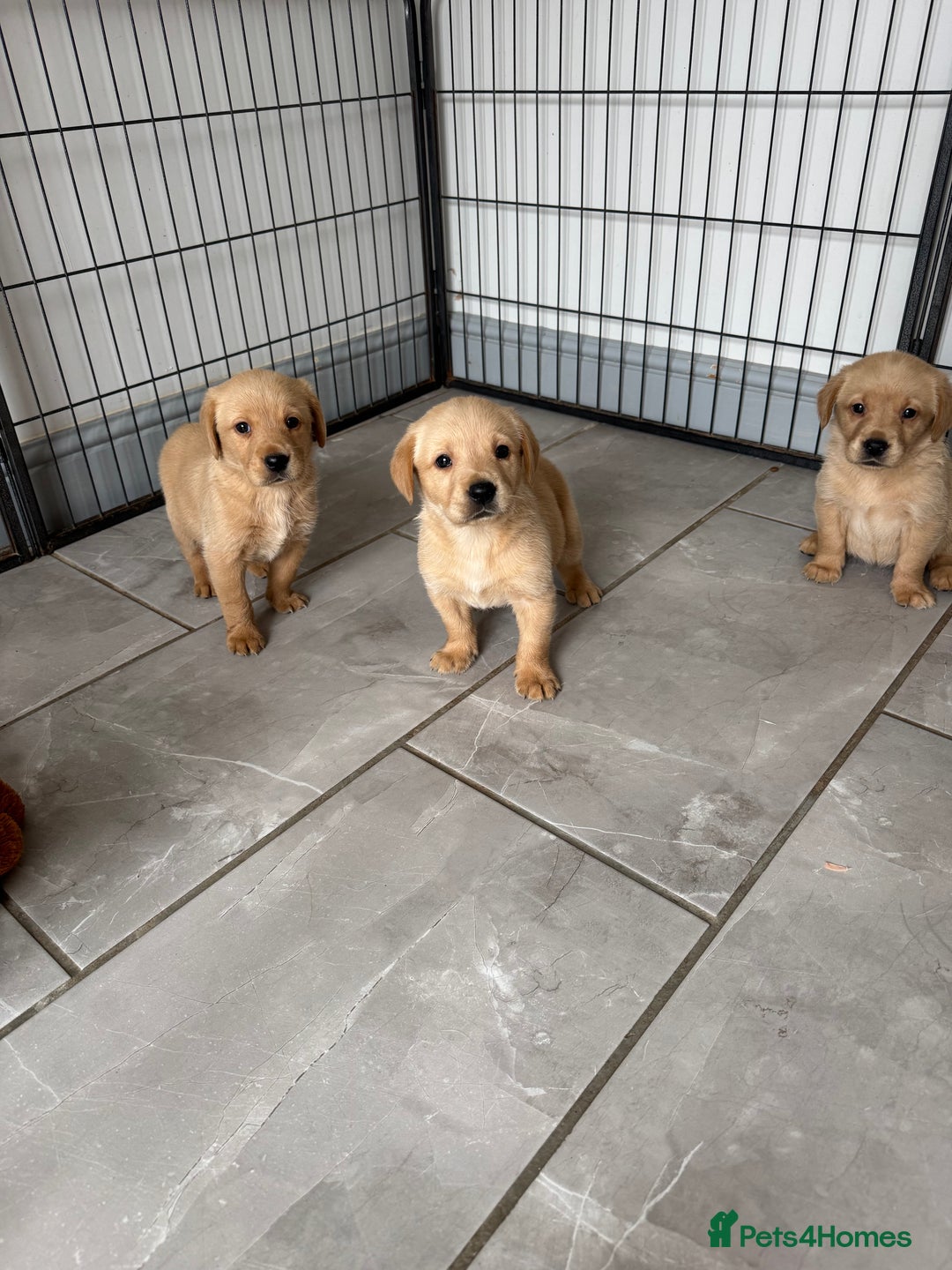 Goldador dogs for sale: Gorgoeus Goldador’s-Health Tested  - Image 20