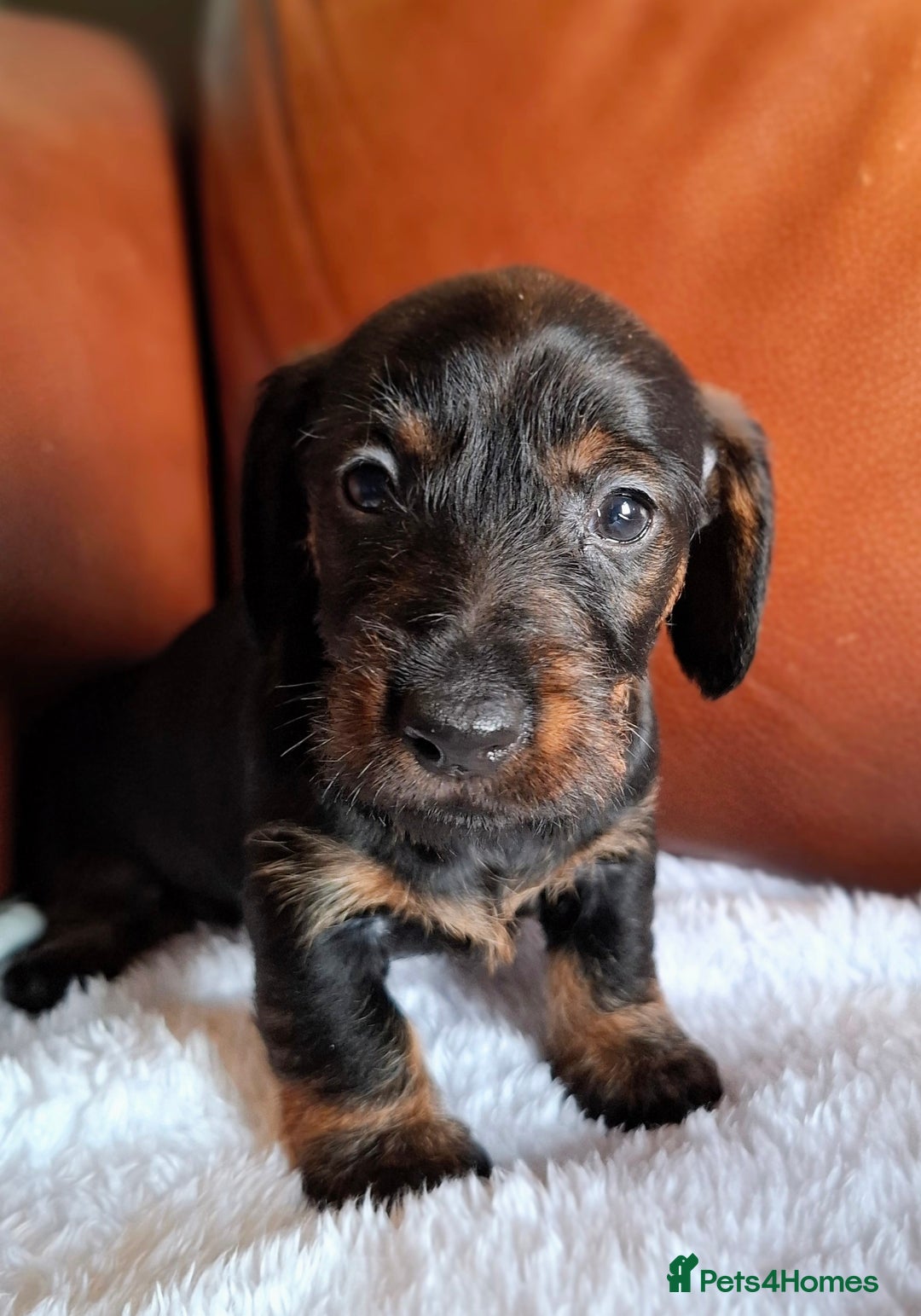 Miniature Dachshund dogs for sale: Gorgeous Mini-Wire Dachsund Puppies  - Advert 7