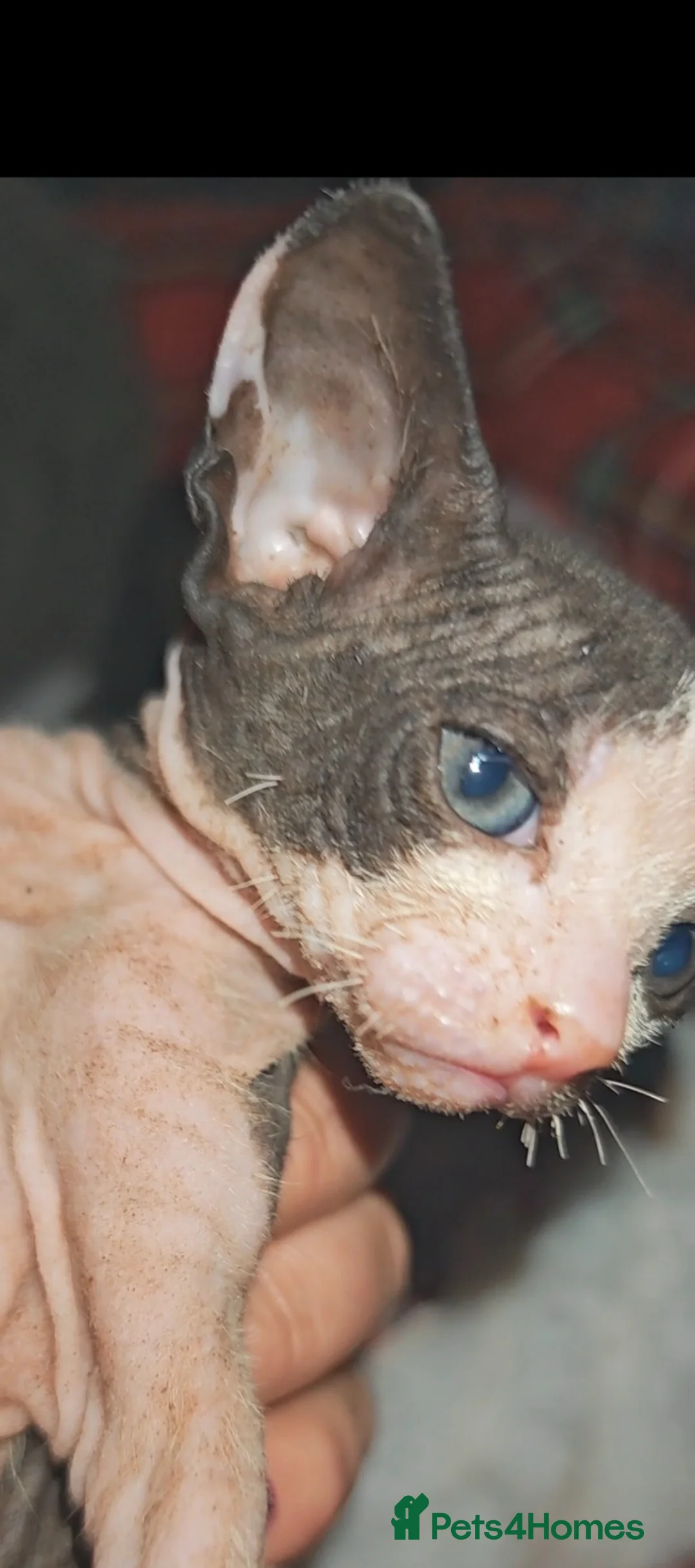 Mixed Breed cats for sale: Sweet girls  - Advert 1