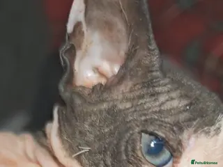 Mixed Breed cats Sweet girls - Advert 1