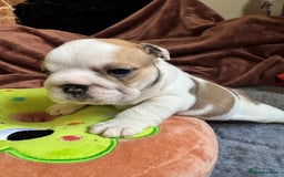 English Bulldog dogs for sale: Breed Standard Bulldog Puppies - Advert 5