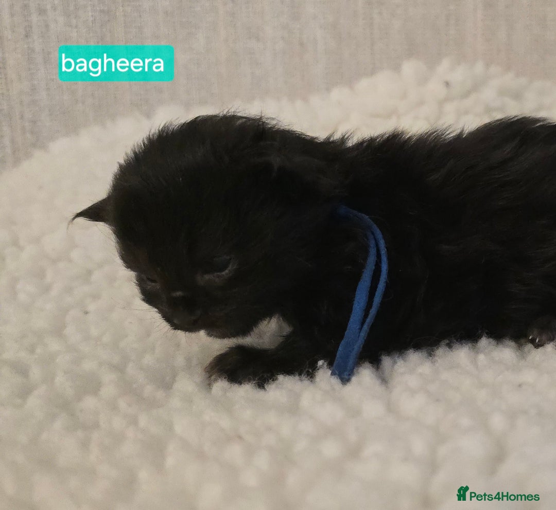 Maine Coon cats for sale: Maine Coon Kittens Smokes Large Russian Lines - Image 7