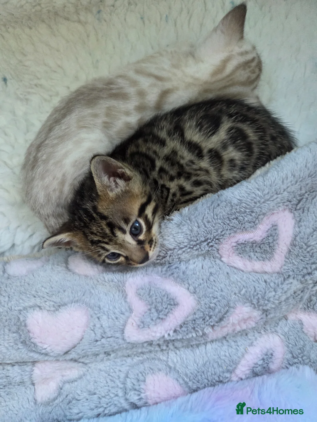 Bengal cats for sale: 🌟6 x CHAMPION BENGALS KITTENS🌟 - Advert 1