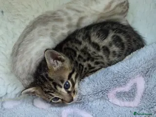 Bengal cats 🌟6 x CHAMPION BENGALS KITTENS🌟 - Advert 11