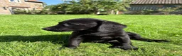 Labrador Retriever dogs for sale: Well bred KC Reg Labrador puppies - Advert 7