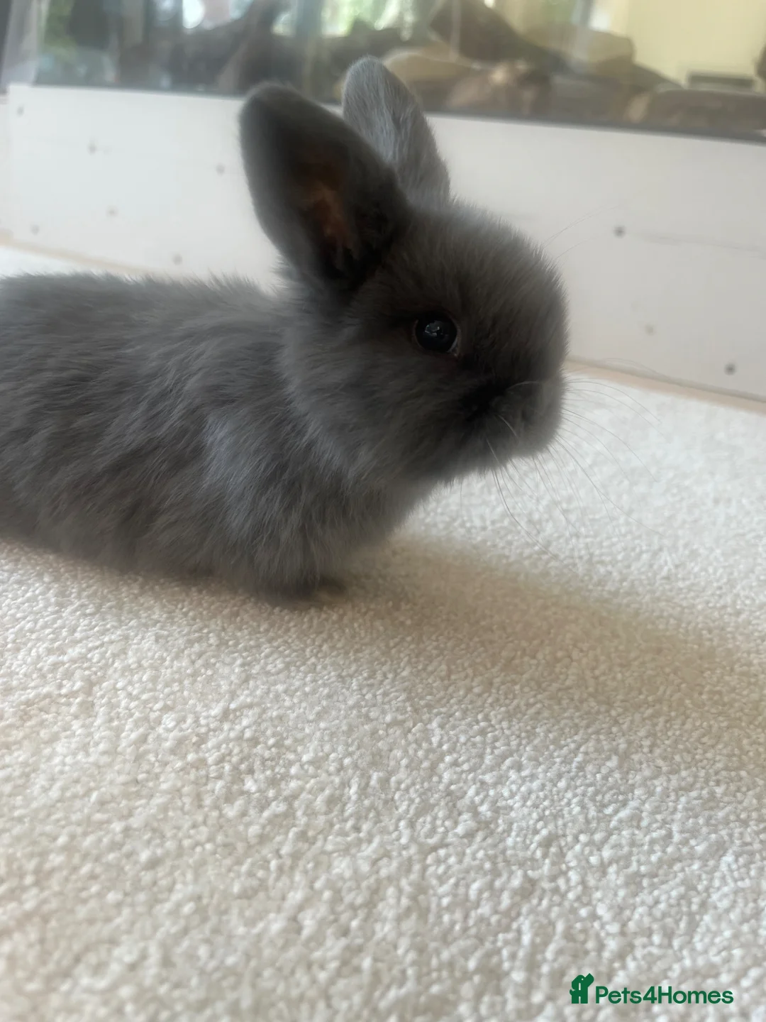 Mini Lop rabbits for sale: Beautiful mini lop bunnies 😍 - Advert 2