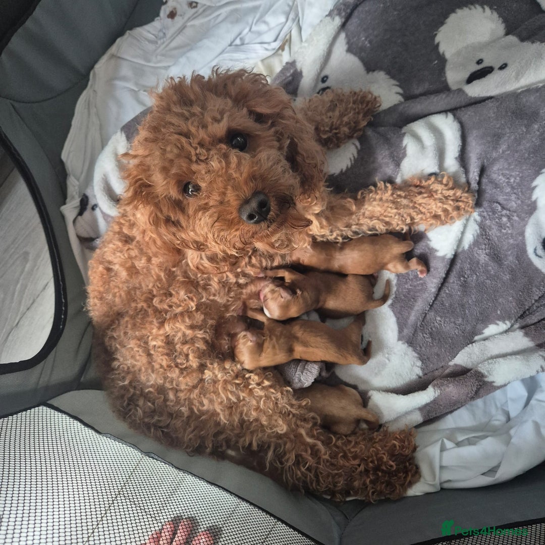 Cavapoo dogs for sale: Adorable cavapoo puppies - Image 4