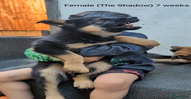 German Shepherd dogs - Advert 1
