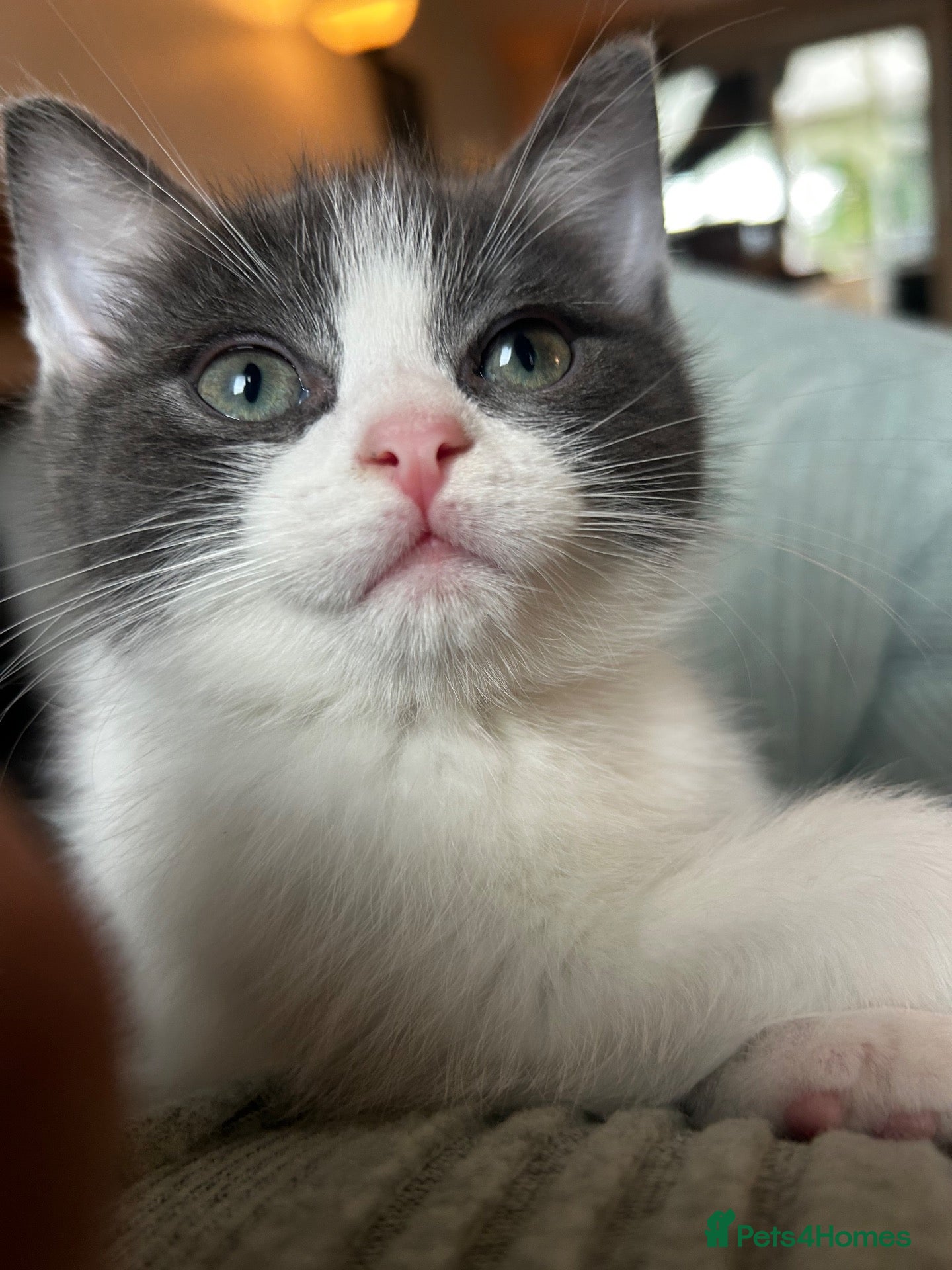 Mixed Breed cats Ragdoll cross - Advert 1