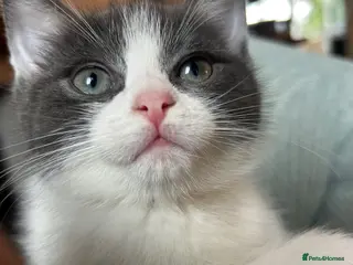 Mixed Breed cats Ragdoll cross - Advert 1