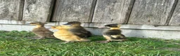 Ducks poultry for sale: Females runner ducklings  in Attleborough - Advert 3