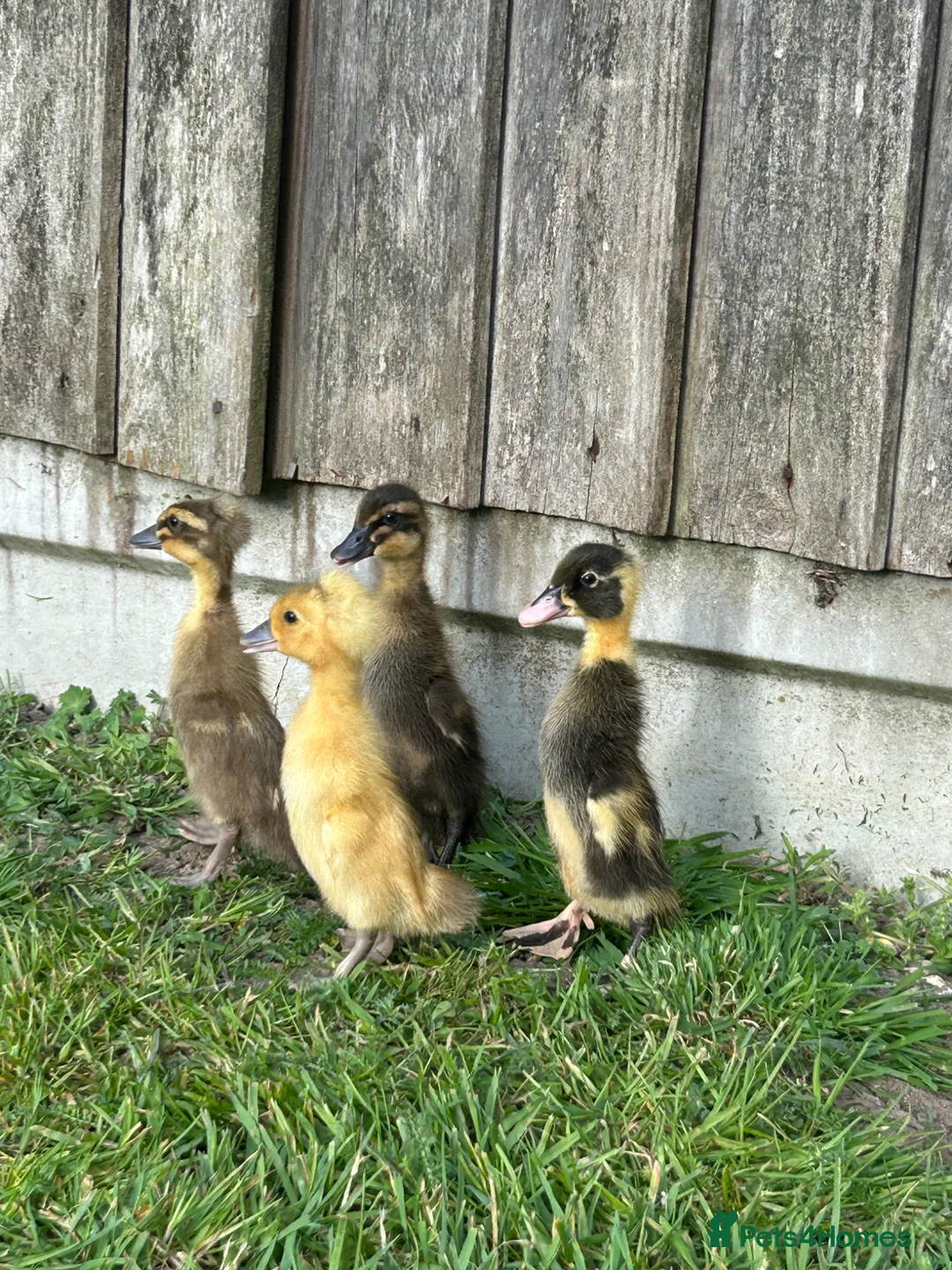 Ducks poultry for sale: Female runner ducklings  - Advert 5