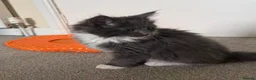 Mixed Breed cats for sale: Ragcoon Kitten - Advert 11