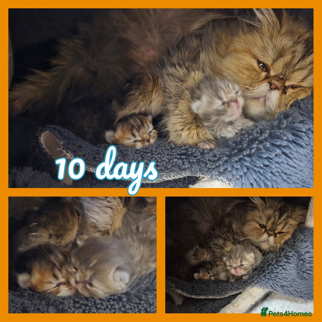 Persian cats for sale: Persian kittens  - Advert 2