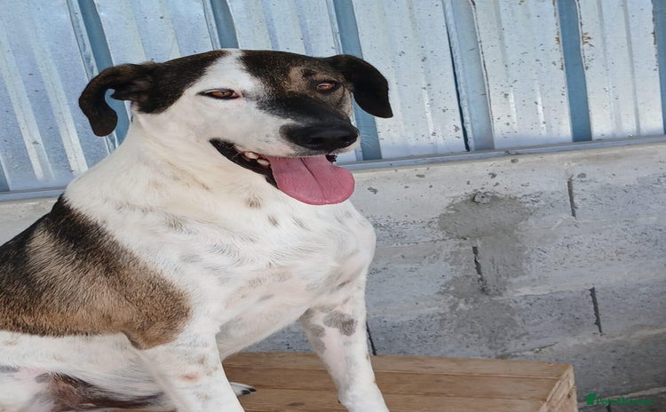 Mixed Breed dogs - Advert 12