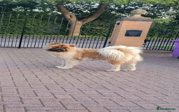 Akita dogs for sale: Beautiful KC registered Akitas  - Image 23