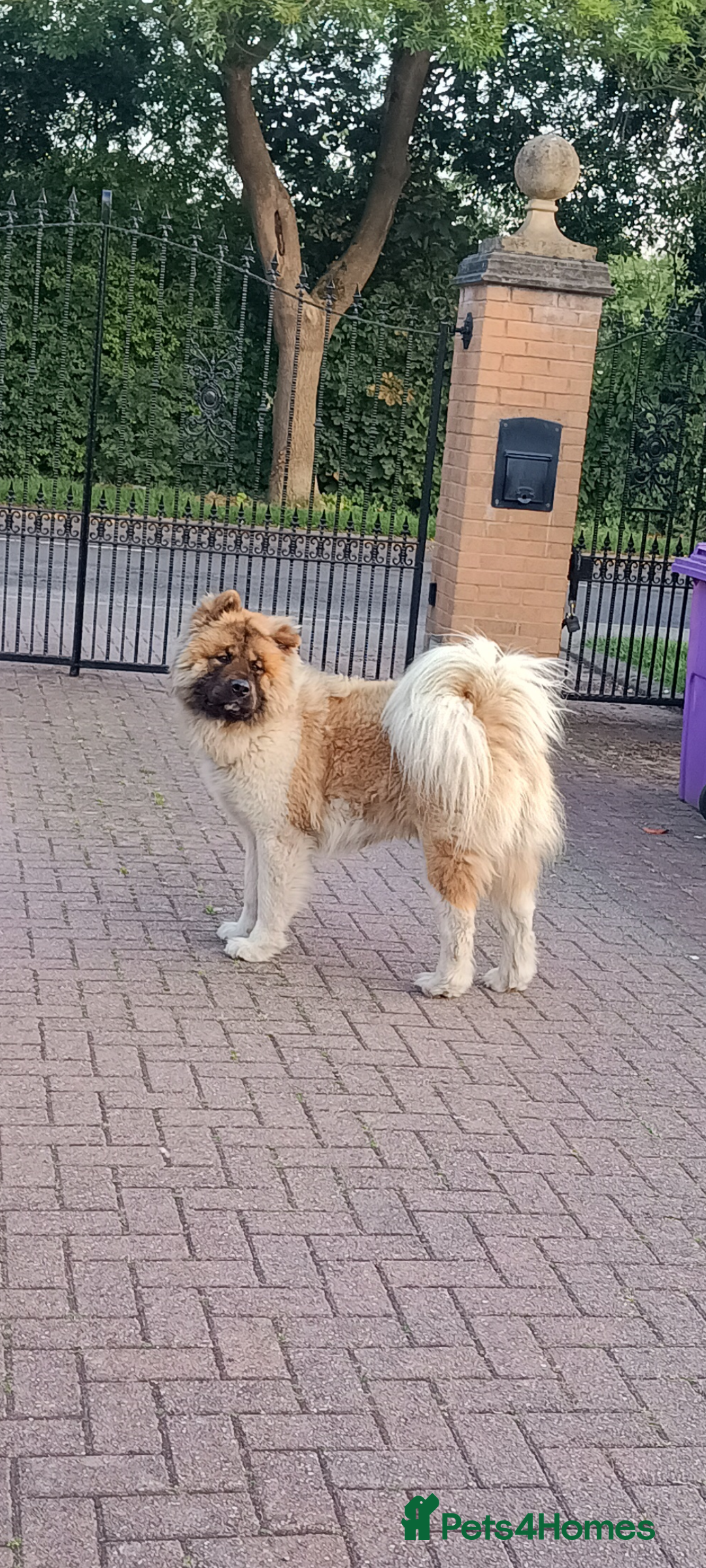 Akita dogs for sale: Beautiful KC registered Akitas  - Image 23
