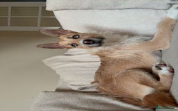 Mixed Breed dogs for sale: Honey - Image 2