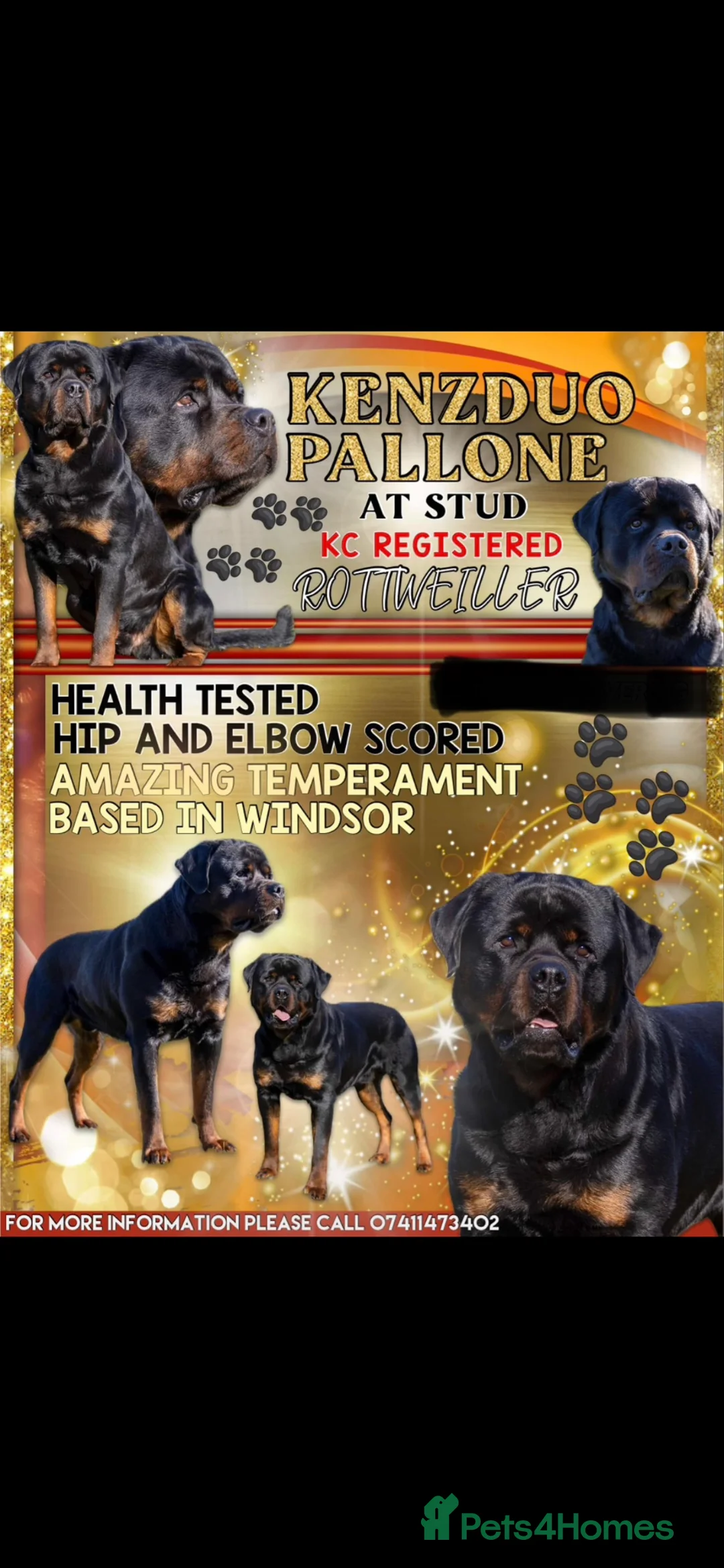 Rottweiler dogs for stud: Proven kc reg Health tested hip and elbow scored - Advert 1