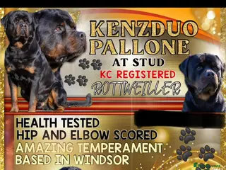 Rottweiler dogs Proven kc reg Health tested hip and elbow scored - Advert 7