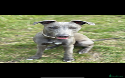 Mixed Breed dogs for sale: Handsome grey Lurcher 9 month old   - Image 1