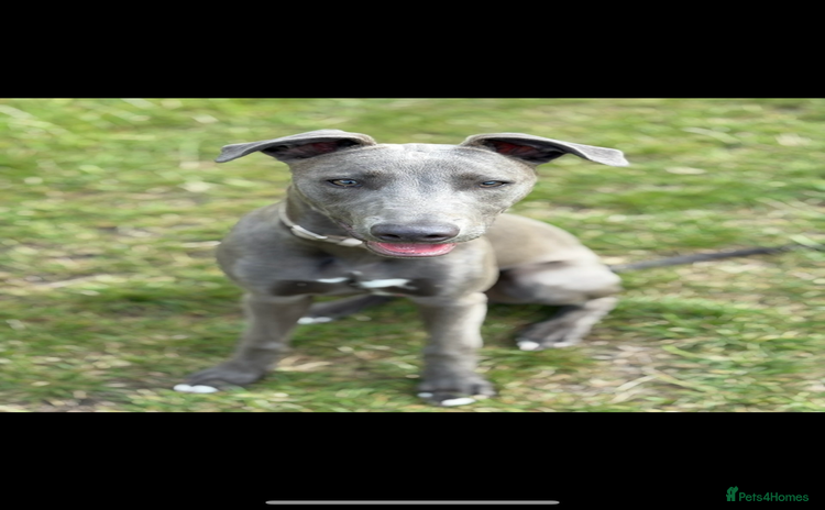 Mixed Breed dogs - Advert 15